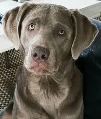 Pin By Miranda De Geest On Grey Labrador Luna Grey Labrador Labrador Labrador Retriever