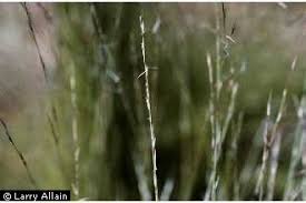 Image result for Aristida leucophaea