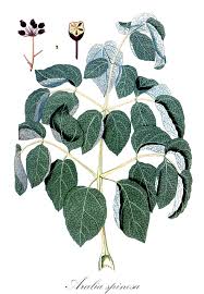 Image result for Araliaceae