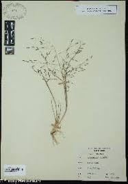 Image result for Eragrostis glandulosipedata