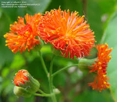 Image result for Emilia discifolia