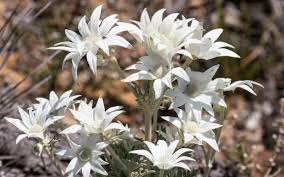 Spring flowers sell this plant; 17 Plants Flowers That Start With E I Love 9