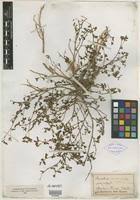 Image result for Smithia elliotii