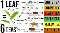 Tea Processing Explained in Full: How Raw Tea Leaves are Transformed into  the 6 Major Tea Types