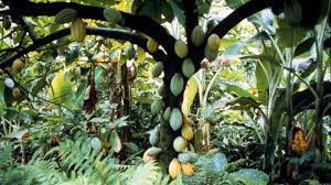 Jan 30, 2018 · amani edouard: Schokolade Und Umwelt Die Dunkle Seite Wwf Blog