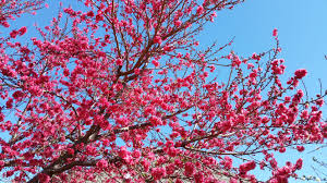 Check spelling or type a new query. Dormant Season Is A Good Time To Plant Fruit Trees