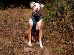 Pin By Celina Borges On Catahoula Dogs Catahoula Leopard Dog Catahoula Cur Catahoula