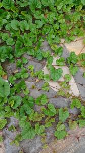 Image result for Merremia emarginata