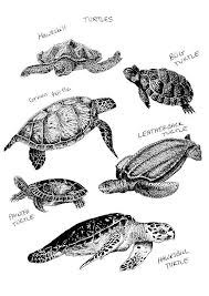 Schildkröte zeichnen malen zeichnungen schildkröte. Malvorlage Schildkroten Kostenlose Ausmalbilder Zum Ausdrucken Bild 8560