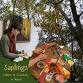 Saplings - Gibberd Garden