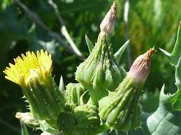 Image result for Sonchus friesii