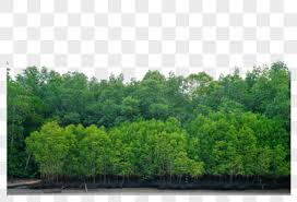 Wooden boardwalks weave among the protruding, twisted tree roots of the matang mangrove forest reserve. 17000 Mangrove Forests Hd Photos Free Download Lovepik Com