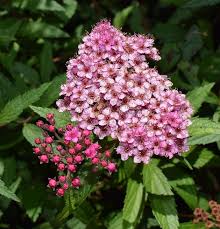 Arbusto sempreverde, rustico, portamento strisciante. Spirea Coltivazione E Cura Arbusto Ornamentale