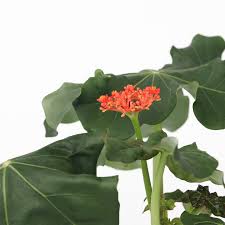 Image result for Jatropha