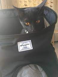 猫用キャリーリュックを買ったよ おすすめのランキング5位 pettimo 猫 リュック ねこ