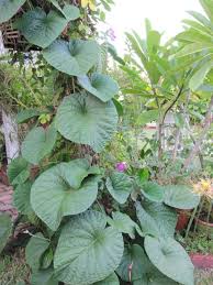 Image result for Stictocardia beraviensis