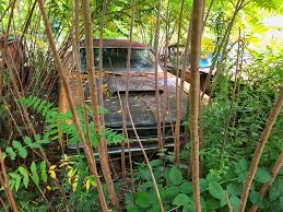 Image result for Bahama Yellow 1969 Polara