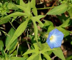 Image result for Ipomoea blepharophylla