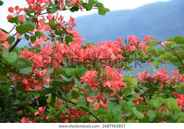 Image result for Bauhinia galpinii