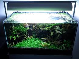 Cryptocoryne parva a wonderful small crypt that only grows a few centimetres tall. Cryptocoryne Parva Carpet Uk Aquatic Plant Society