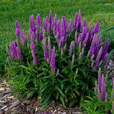 In whole garden beds, in combination with annuals and bulbs, as accent to shrubs and trees, and in containers and windowboxes. 14 Purple Perennials Walters Gardens Inc