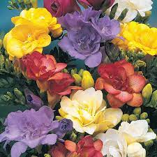 Double Freesia Mixture Breck S