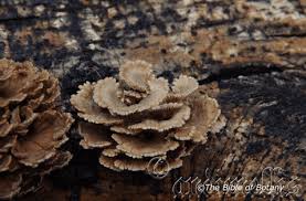 Image result for Grewia rugosifolia