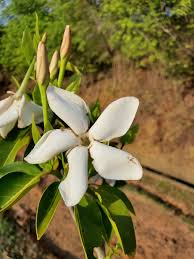 Image result for Hyperacanthus microphyllus