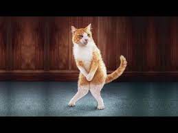 Setelah sebelumnya bangiz berbagi tentang foto sampul barcelona dan juga wallpaper autumn. Kucing Lucu 5 Menit Video Tingkah Lucu Kucing Bikin Ketawa Ngakak 29 Youtube Funny Cats Cute Cat Gif Cats