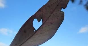 Hearts In Nature Gorgeous Gum Leaf Heart Heart In Nature Mother Nature Nature