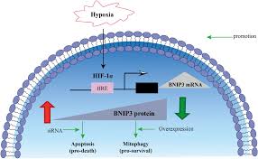 Image result for Hypoxis sp. A (as per FZ 12-3)