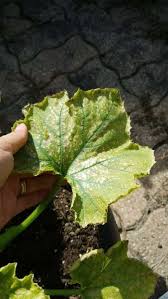 Image result for spider mites on cucumbers