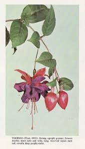 Voodoo Fuchsia Landscape Nursery Fuchsia Botanical