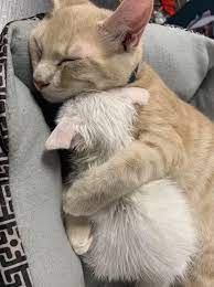 18 Cats Who Just Might Take Your Mind Off How Insane Things Are Right Now Cat Cuddle Cute Baby Animals Cute Funny Animals