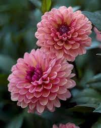 Connor Dahlia Height 12 Blooms 2 Form Peony Bold Color Addition To Our Munchkin Border Dahlia Series The Dahlia Flower Beautiful Flowers Pretty Flowers