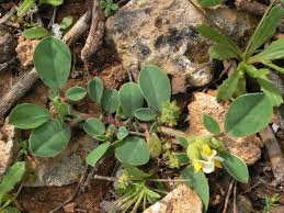 Image result for Cogniauxia podolaena