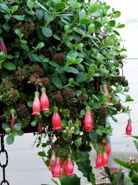 Looking The Name Of This Succulent Succulents Spring Garden Plants