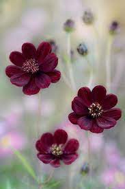 Cosmos By Mandy Disher Beautiful Flowers Beautiful Flowers Flowers Pretty Flowers