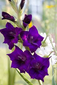 Pin On Gladiolus