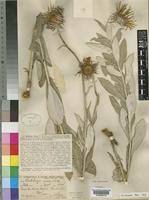 Image result for Berkheya zeyheri