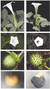 Image result for Datura inoxia