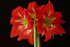 Carefully inspect amaryllis bulbs before purchasing and do not purchase damaged bulbs or bulbs with cankers. Amaryllis Care Growing And Caring For Amaryllis Plants The Old Farmer S Almanac