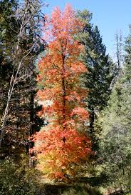 Maybe you would like to learn more about one of these? Acer Grandidentatum Bigtooth Maple Canyon Maple Big Toothed Maple Uvalde Big Tooth Maple Western Sugar Maple Southeastern Arizona Wildflowers And Plants
