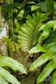 Image result for Drynaria