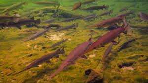 Download Gar Wars A Fish Force Awakens Cool Green Science