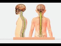 مرض يصيب الدماغ والحبل الشوكي، الذي يحدث فيه تهيج التصلّب اللويحي (multiple sclerosis) لجهاز المناعة ضد خلايا الجهاز العصبي وتؤدي إلى. Ù…Ø§ Ù‡Ùˆ Ù…Ø±Ø¶ Ø§Ù„ØªØµÙ„Ø¨ Ø§Ù„Ù„ÙˆÙŠØ­ÙŠ Ù…Ø¬Ù„Ø© Ø§Ù„Ø«Ù‚Ø§ÙØ© Ø§Ù„Ø¹Ø±Ø¨ÙŠØ©