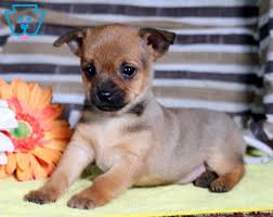 July 24th, 2016 filed under: Pin On Cute Mixed Breed Puppies