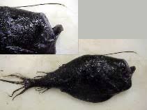 Soort uit het geslacht ceratias. Fish Identification