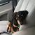 Dachshund Rottweiler Beagle Mix