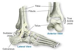 The knee is a strong but flexible hinge joint that uses muscles and ligaments to withstand the torques and strains of powerful leg movements. Anatomy Of The Ankle Southern California Orthopedic Institute